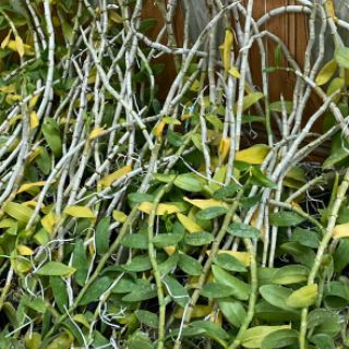 Phi điệp 5 cánh trắng họng hồng