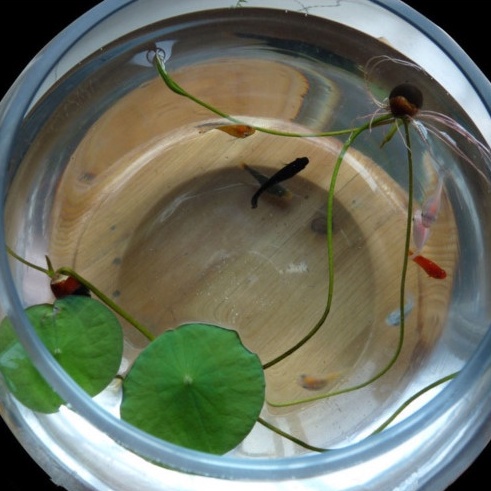 Sen Mini Full Màu Chịu Nhiệt - TẶNG KÈM THUỐC KÍCH MẦM SIÊU TỐC