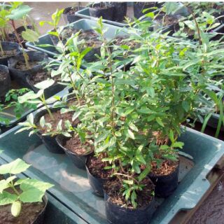Cây giống lựu đỏ