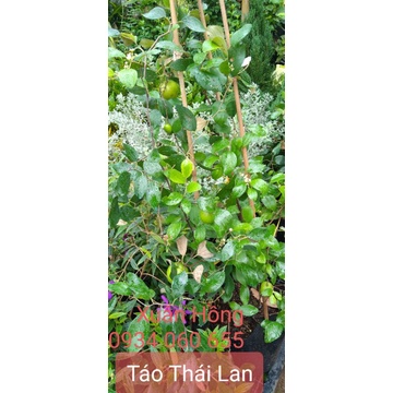 Cây táo thái lan mới về, cao 100cm, bầu to, cây đang nhiều bông.