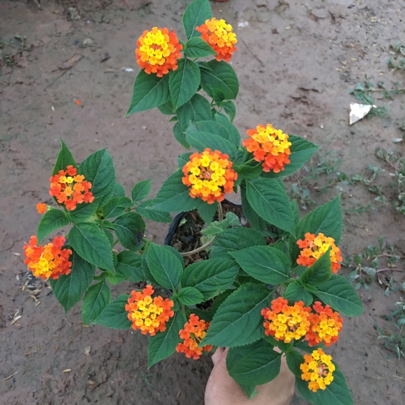 Cây Hoa Ngũ Sắc Vàng Cam,Cây Xum Xuê Đã Có Sẵn Hoa