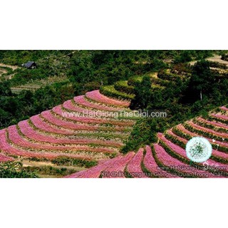 10Gr Hạt Giống Hoa Tam Giác Mạch (C4.401| -KD: B1*W63)
