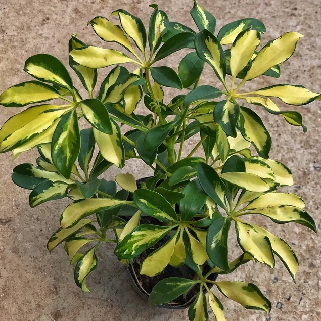 Cây ngũ gia bì cẩm thạch chiều cao 30-35cm lá cây đẹp bắt mắt, sức sống tốt thích hợp trang trí cảnh quan sân vườn