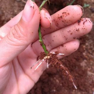 Siêu kích rễ hoa hồng, giâm cành ra rễ cực nhanh