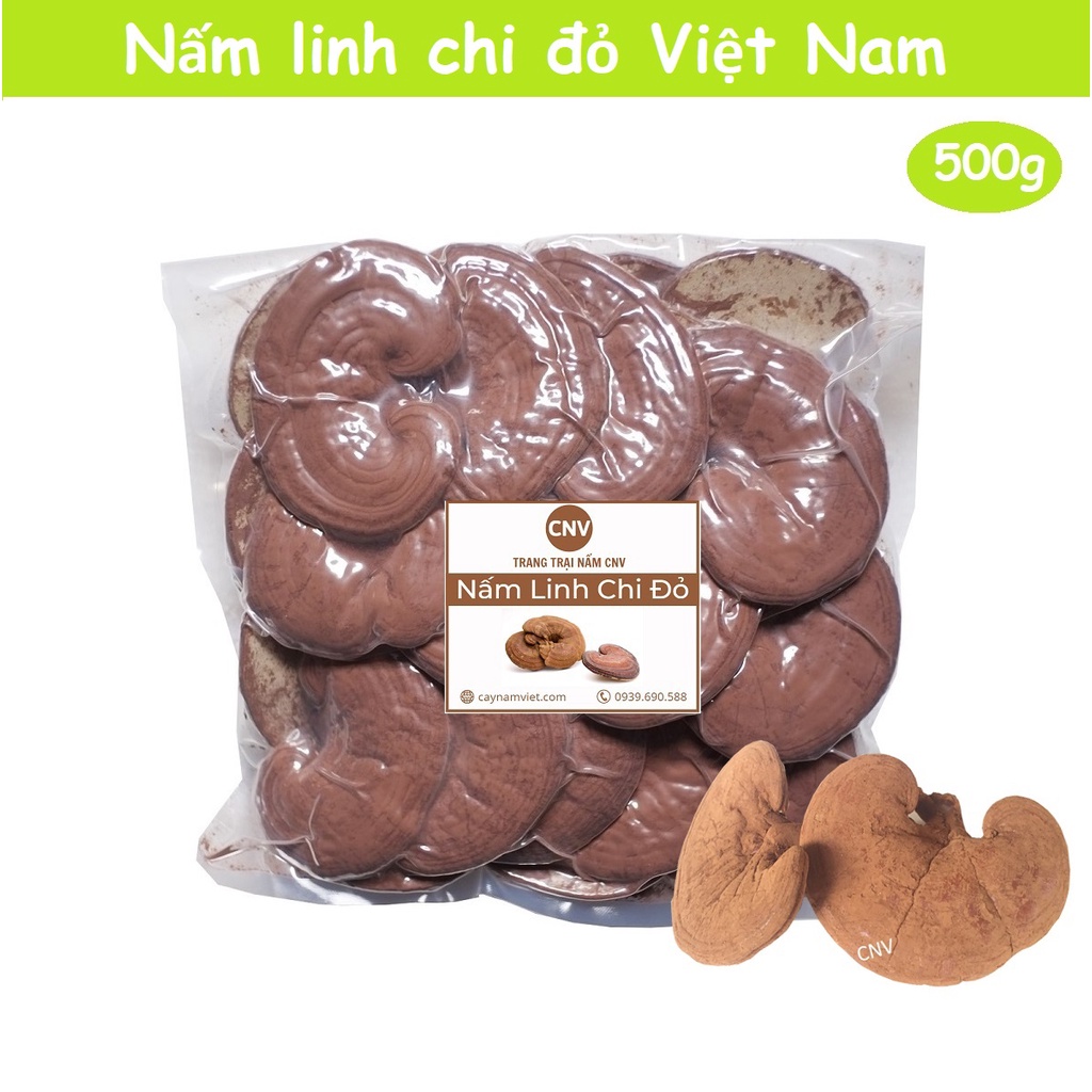 Nấm linh chi đỏ Việt Nam 500g loại thường (Giống nấm xích chi)