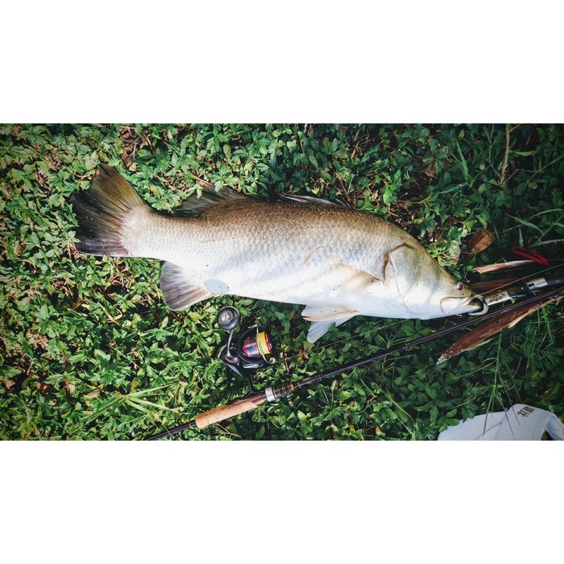 cần câu cá bulava