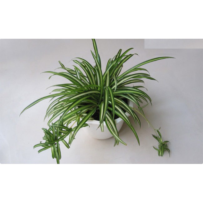 Cây Nhện Treo Thanh Lọc Không Khí