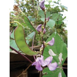 [GIÁ GỐC] Hạt giống đậu ván xanh - 3 hạt