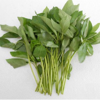 10g Hạt giống Rau đay trắng