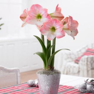 CỦ HOA LAN HUỆ HỒNG ĐÀO NGẬM NỤ