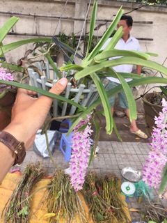 Chồn rừng cây trung