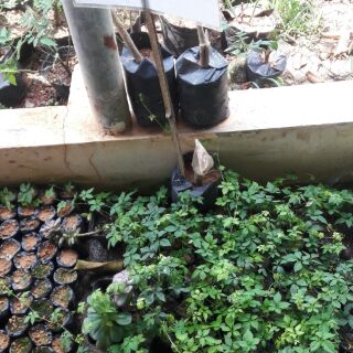 Cây giống Giảo Cổ Lam( chuẩn giống )