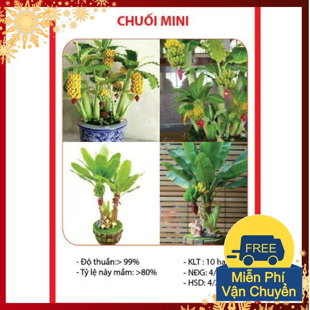 Hạt Giống Chuối Mini - 10 Hạt