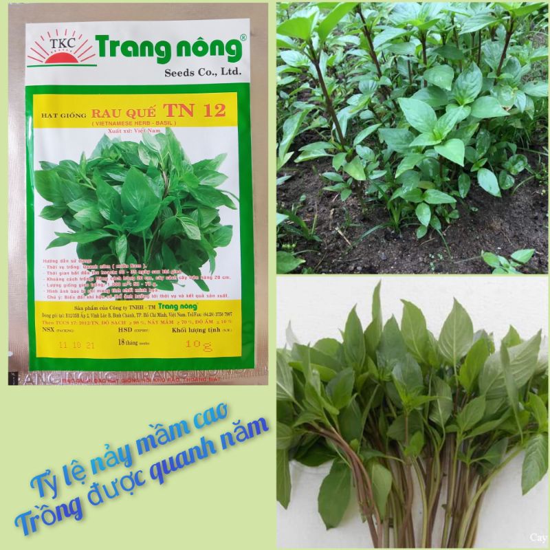 Hạt giống rau húng quế  chất lượng cao Trang Nông 10gr