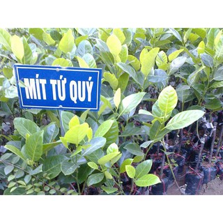 Mít Tứ Qúy Nghệ