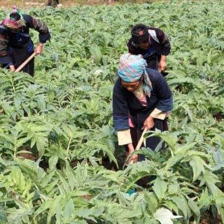 Cao atisô sapa date 2020