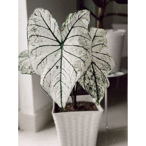Chậu cứng Caladium White Christmas