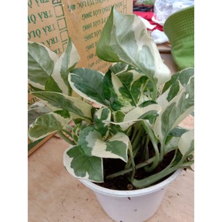 Cây Trầu Cẩm Thạch - Trầu Bà Sữa 😌