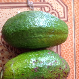 Bơ sáp sỉ