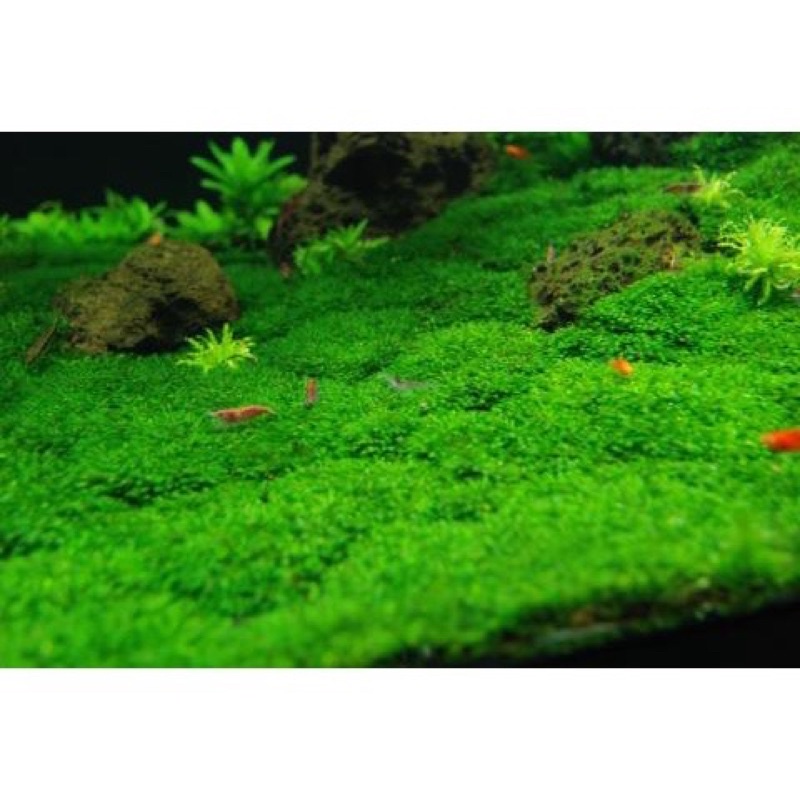 RÊU MINIFISS LÁ NƯỚC TRẢI NỀN CHO HỒ THUỶ SINH - HÀNG DẦY ĐẸP