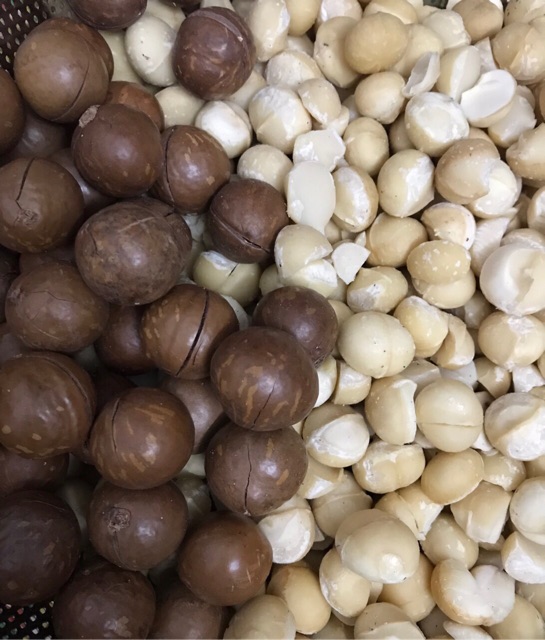 Hạt macca 500g LOẠI NGON