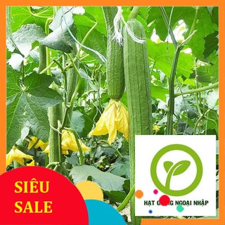 Hat giống mướp hương 10 hạt HAT F1