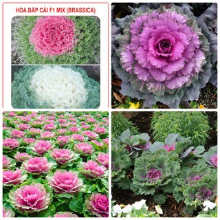 Hạt giống hoa Bắp cải F1