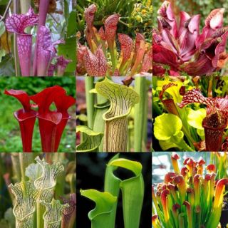 Hạt giống cây hố bẫy