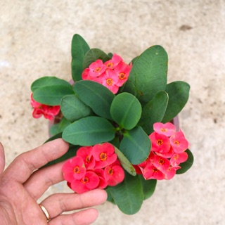Cây Xương Rồng Bát Tiên Hoa Đỏ