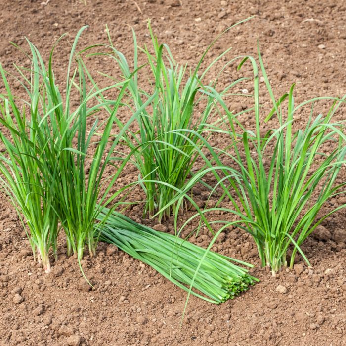 1gr - HẠT GIỐNG CÂY HẸ