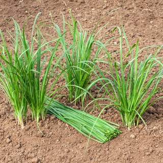 1gr - HẠT GIỐNG CÂY HẸ