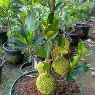 CÂY GIỐNG MÍT THÁI SIÊU SỚM CHANGAI SIÊU NGỌT.CAM KẾT GIỐNG CHUẨN, BẢO HÀNH CHUẨN F1