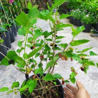 Cây Dâu Tầm Ăn... đang trái nhiều