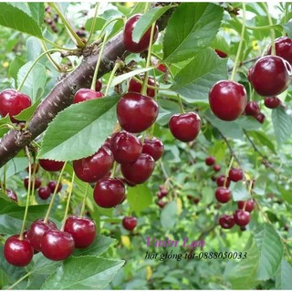 Hạt Giống Quả Anh Đào ( Quả Cherry)10 hạt