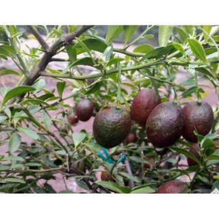 Sản phẩm cây chanh đỏ