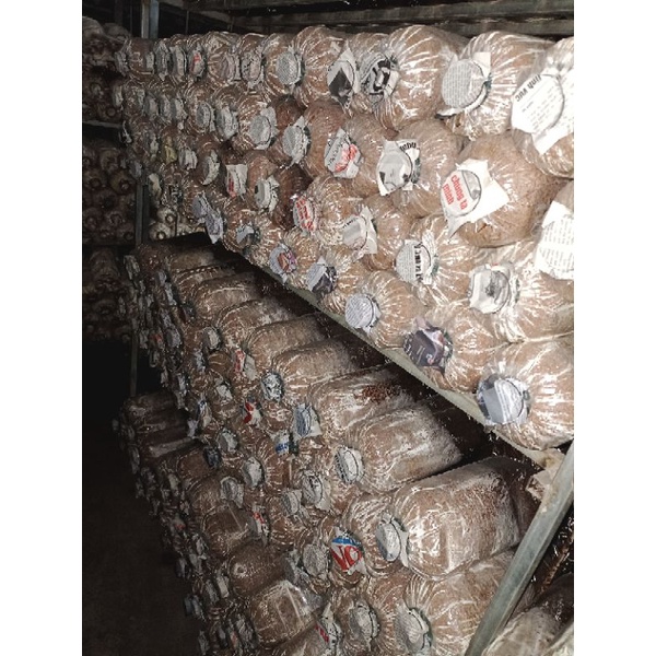 Combo 10 phôi bào ngư xám