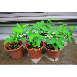 [GIÁ GỐC] Hạt Giống Đậu Rồng ( Đậu Khế ) - 10 hạt