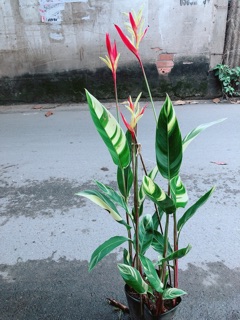 Chuối Mỏ Két Size Lớn