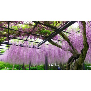 Hoa tử đằng [ Dây tốt, to khỏe]