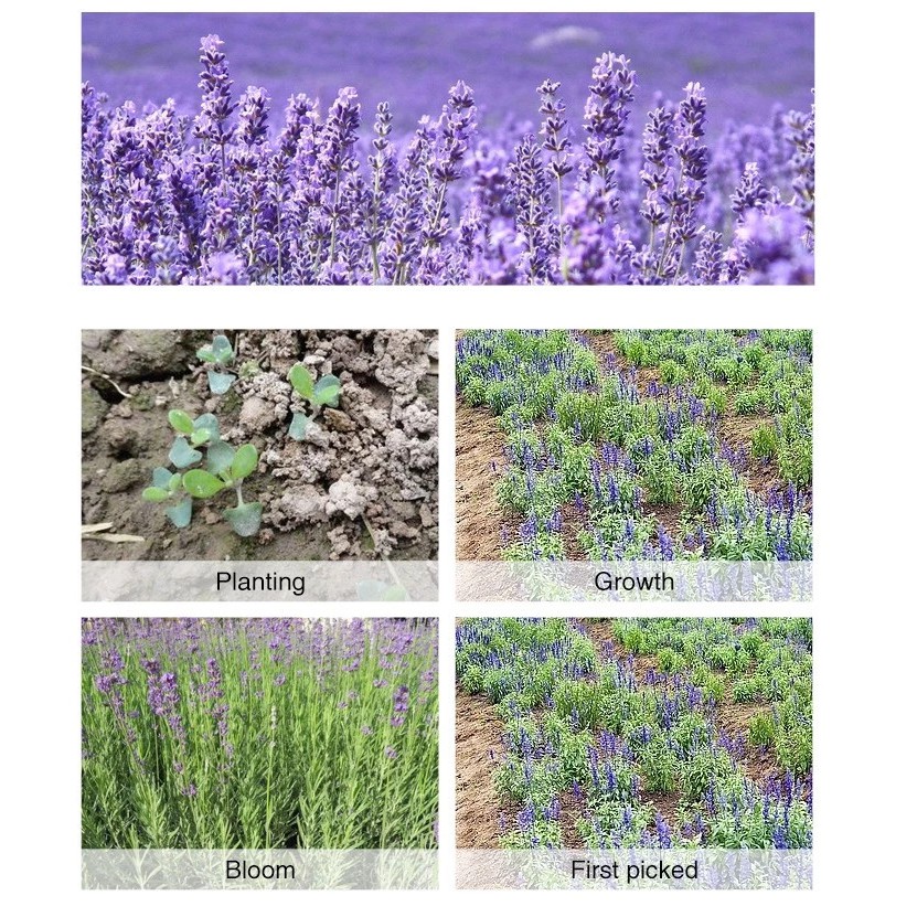 Trà hoa oải hương sấy lạnh - Trà lavender gói 50 gram