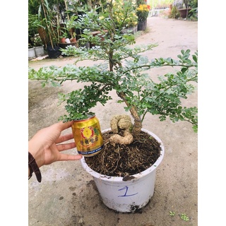 cần thăng bonsai