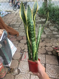 Combo 5 cây lưỡi hổ cao
