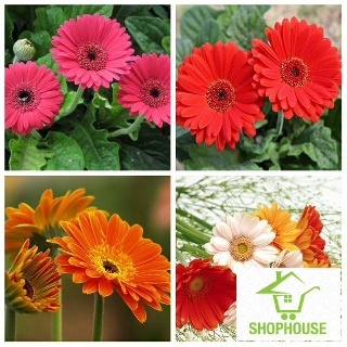 shophouse Gói 30 hạt giống hoa đồng tiền  SHOP HOUSE  TẾT KHUYẾN MẠI