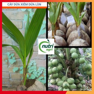 [Ảnh thật] Cây Dừa Xiêm Dứa Lùn- Dừa dứa Thái lan Giống Bến Tre