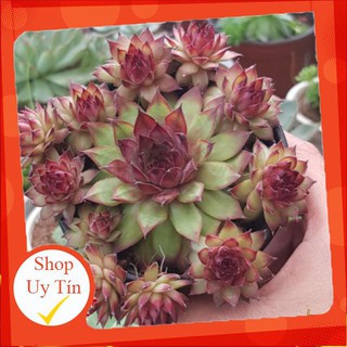 Sen đá phật bà đỏ bụi🍏 |FREESHIP| 🔥 XỨ NÓNG, ĐÃ THUẦN KHÍ HẬU, KHOẺ ĐẸP 🍏 LỖI 1 ĐỔI 1