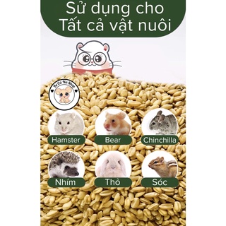 Lúa mì . thức ăn cho hamster ,thỏ bọ sóc (bè cà na)