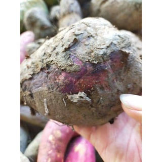 3kg Khoai mỡ tím