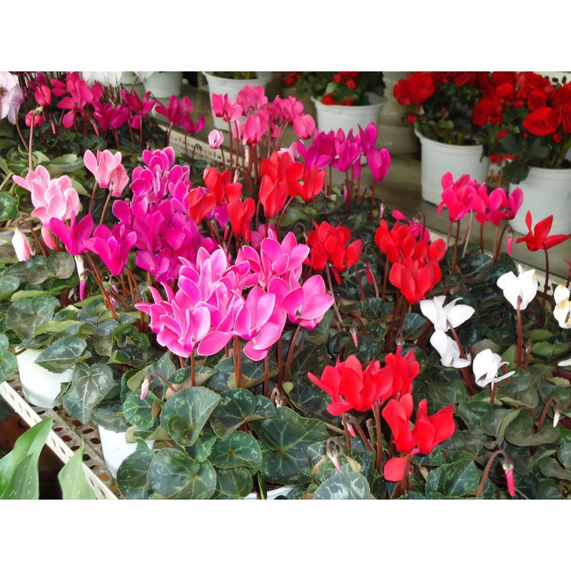 Hạt giống hoa anh thảo F1 nhiếu màu gói 0.1gr