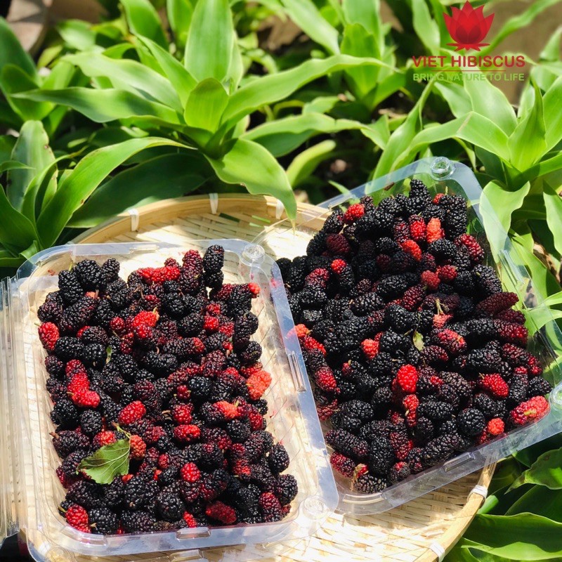 Dâu tằm tươi Đà Lạt hộp giấy 3kg - Nhận buổi Tối - hái trong ngày | BigBuy360 - bigbuy360.vn