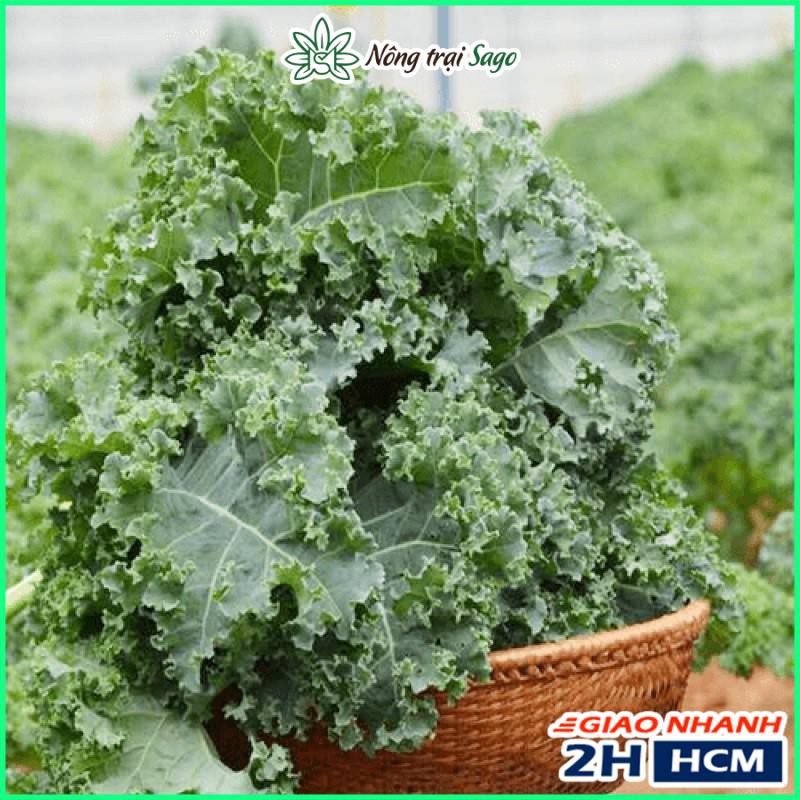 Hạt giống Cải Xoăn Kale Năng Suất Cao, Trồng Quanh Năm, Sinh Trưởng Mạnh (gói 5gr) - Nông Trại Sago